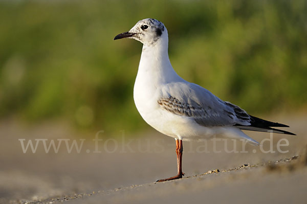 Lachmöwe (Larus ridibundus)