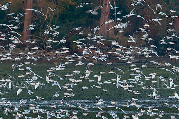 Lachmöwe (Larus ridibundus)