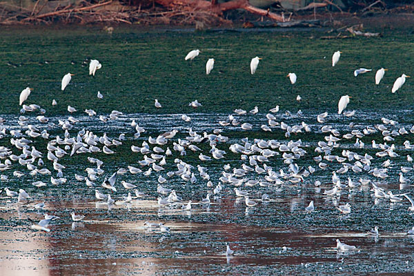 Lachmöwe (Larus ridibundus)