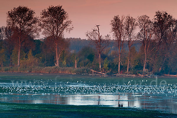 Lachmöwe (Larus ridibundus)