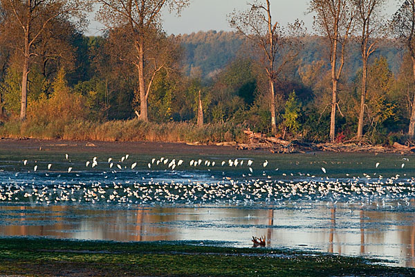 Lachmöwe (Larus ridibundus)