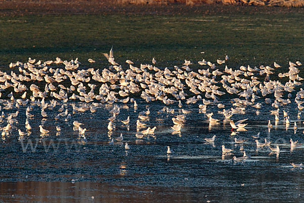 Lachmöwe (Larus ridibundus)