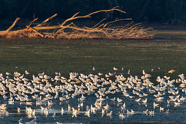 Lachmöwe (Larus ridibundus)