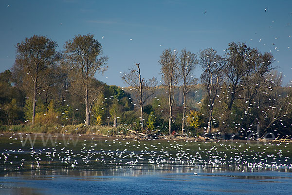 Lachmöwe (Larus ridibundus)