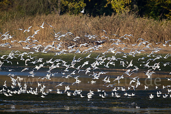 Lachmöwe (Larus ridibundus)