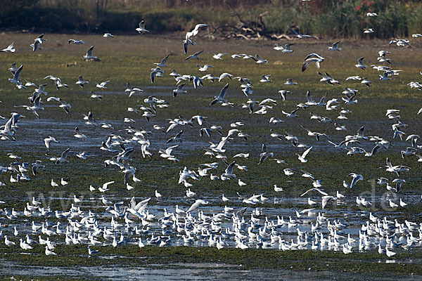 Lachmöwe (Larus ridibundus)