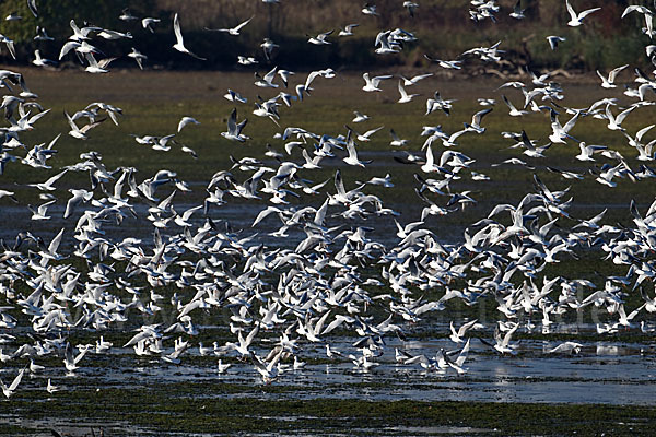 Lachmöwe (Larus ridibundus)