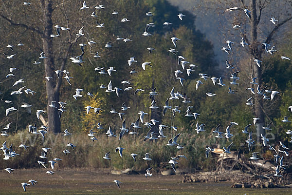 Lachmöwe (Larus ridibundus)