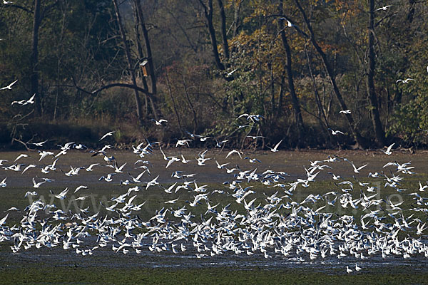 Lachmöwe (Larus ridibundus)