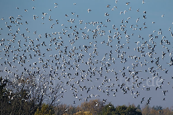 Lachmöwe (Larus ridibundus)