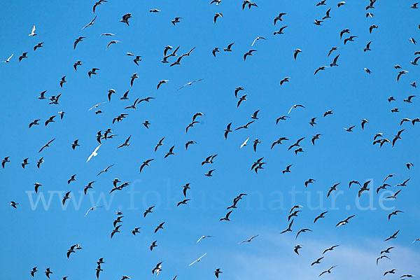 Lachmöwe (Larus ridibundus)