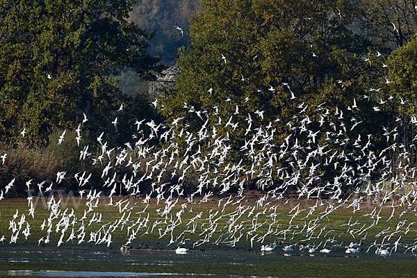 Lachmöwe (Larus ridibundus)