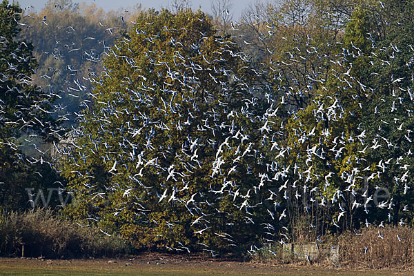 Lachmöwe (Larus ridibundus)