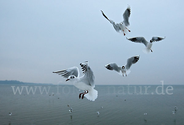 Lachmöwe (Larus ridibundus)