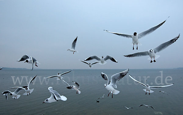 Lachmöwe (Larus ridibundus)