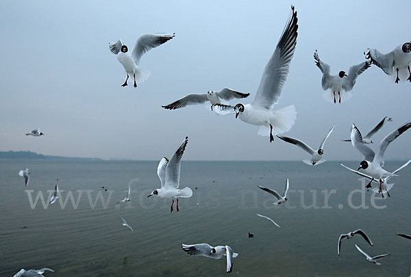 Lachmöwe (Larus ridibundus)