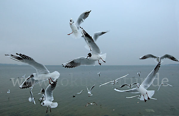 Lachmöwe (Larus ridibundus)