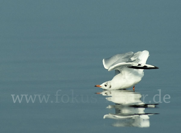 Lachmöwe (Larus ridibundus)