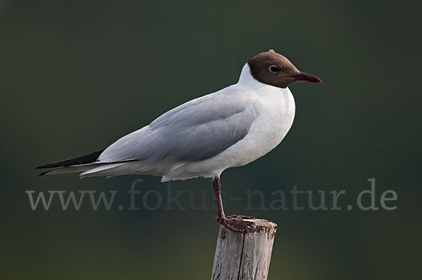 Lachmöwe (Larus ridibundus)