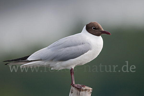 Lachmöwe (Larus ridibundus)