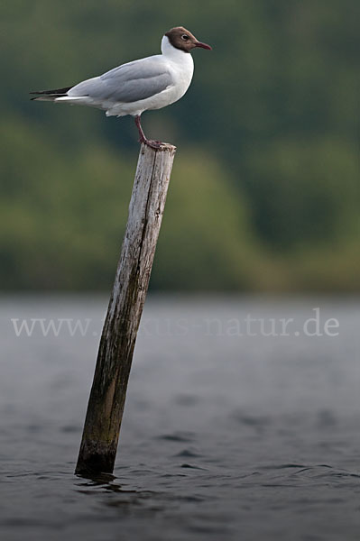 Lachmöwe (Larus ridibundus)