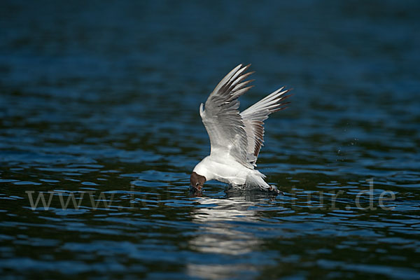 Lachmöwe (Larus ridibundus)