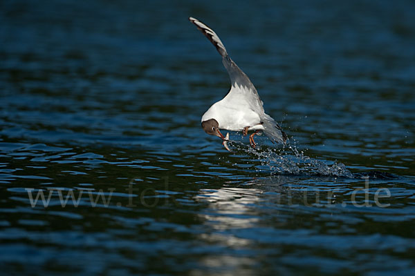 Lachmöwe (Larus ridibundus)