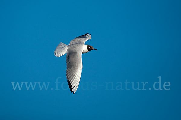 Lachmöwe (Larus ridibundus)