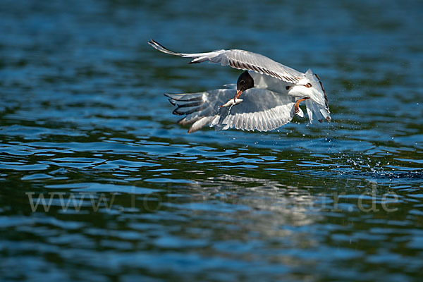 Lachmöwe (Larus ridibundus)