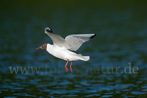 Lachmöwe (Larus ridibundus)