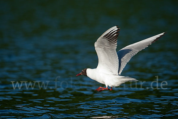 Lachmöwe (Larus ridibundus)