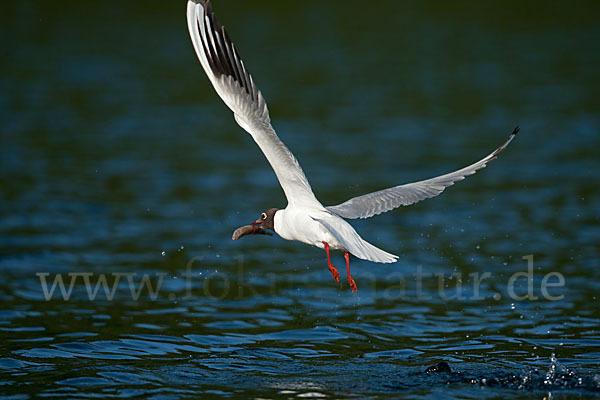 Lachmöwe (Larus ridibundus)