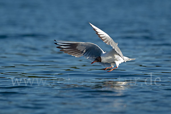 Lachmöwe (Larus ridibundus)