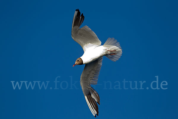 Lachmöwe (Larus ridibundus)