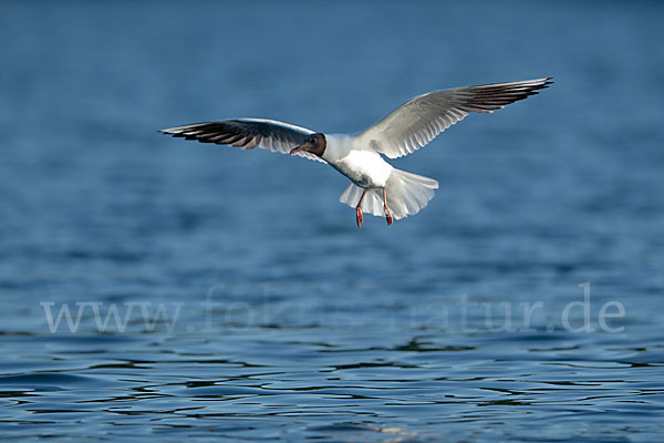 Lachmöwe (Larus ridibundus)