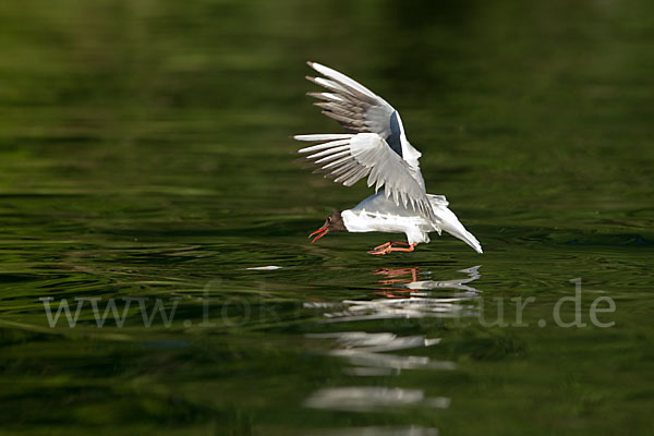 Lachmöwe (Larus ridibundus)