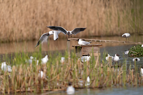 Lachmöwe (Larus ridibundus)