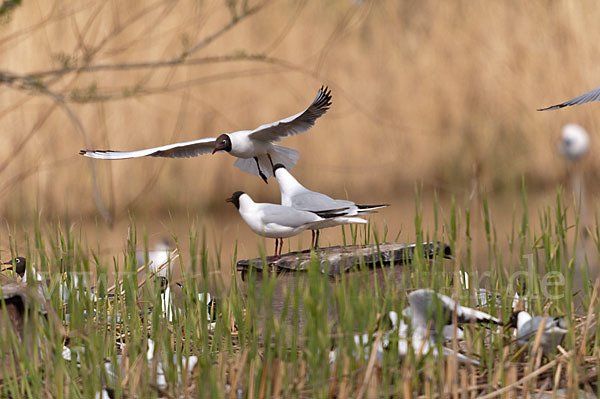 Lachmöwe (Larus ridibundus)