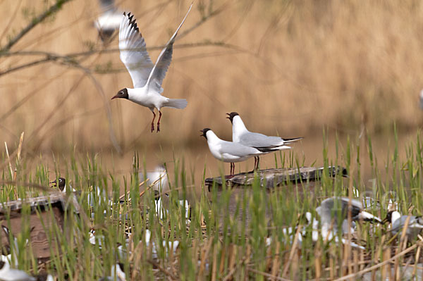 Lachmöwe (Larus ridibundus)