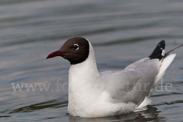 Lachmöwe (Larus ridibundus)