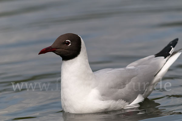 Lachmöwe (Larus ridibundus)