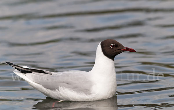 Lachmöwe (Larus ridibundus)