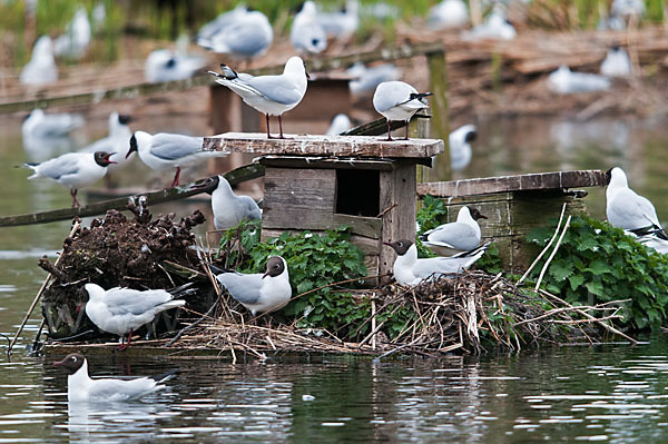 Lachmöwe (Larus ridibundus)