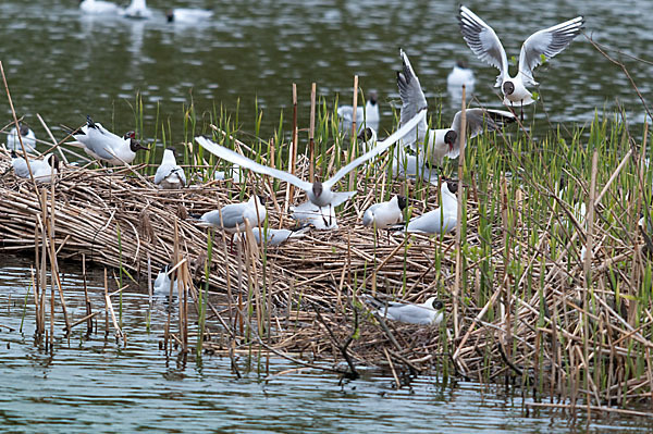 Lachmöwe (Larus ridibundus)