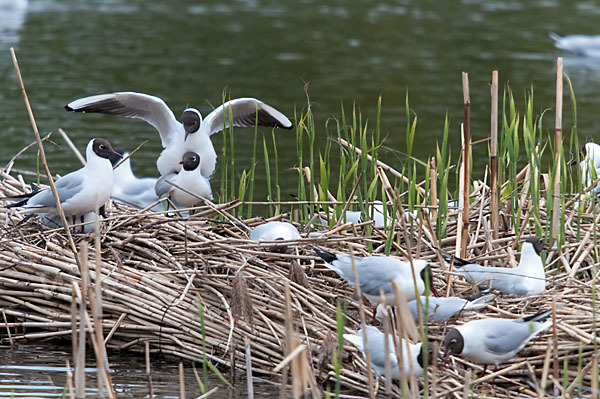 Lachmöwe (Larus ridibundus)