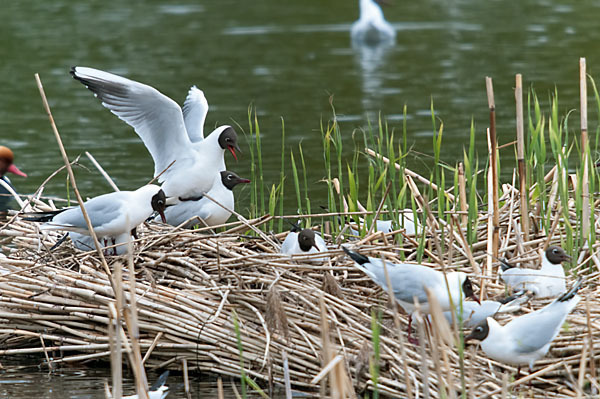 Lachmöwe (Larus ridibundus)