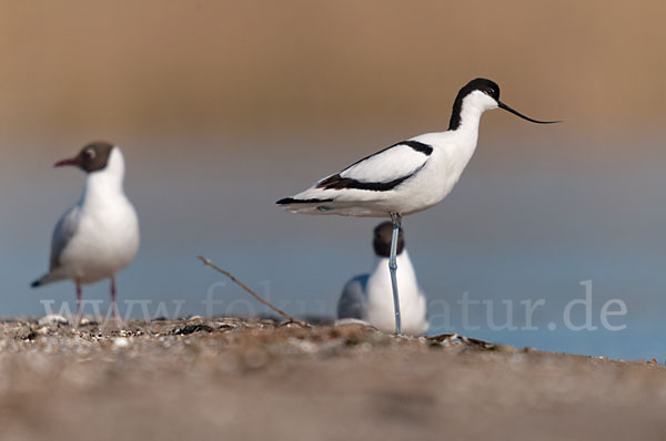 Lachmöwe (Larus ridibundus)