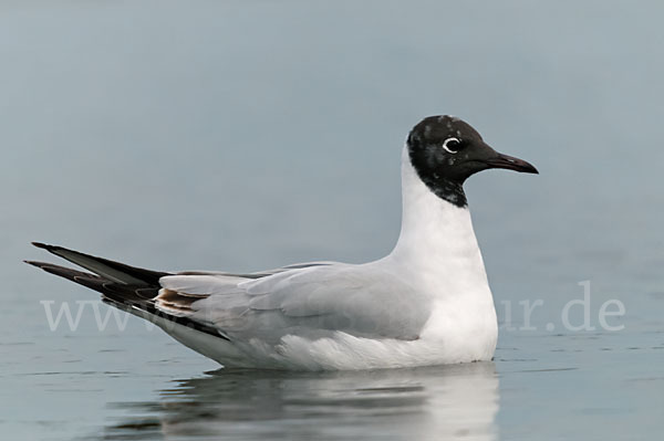 Lachmöwe (Larus ridibundus)