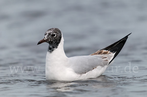 Lachmöwe (Larus ridibundus)