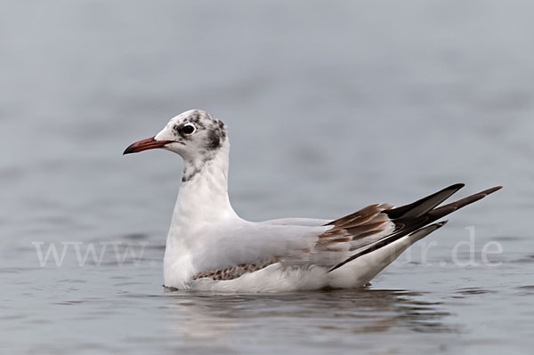 Lachmöwe (Larus ridibundus)